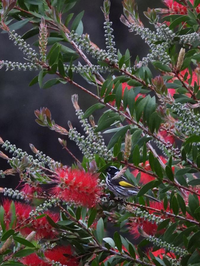Cape Howe Cottages Lowlands Екстериор снимка